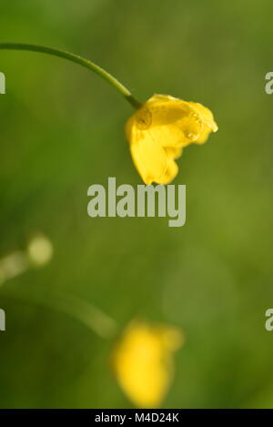 Une macrophotographie des Beskydes Mountain meadow en tchèque Banque D'Images