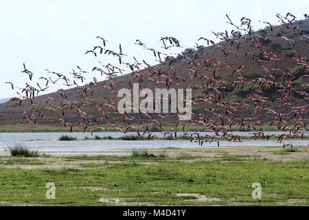 Grande volée de flamants roses dans le Parc National d'Amboseli. Kenya Banque D'Images