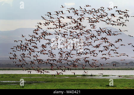 Grande volée de flamants roses dans le Parc National d'Amboseli. Kenya Banque D'Images