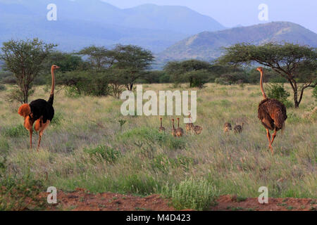 Sur autruches la savane. Le parc national de Tsavo au Kenya Banque D'Images