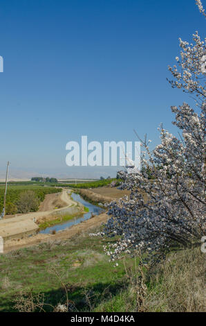 Un fossé d'irrigation apporte de l'eau pour les vergers d'agrumes et d'autres dans le centre de la Californie. Banque D'Images