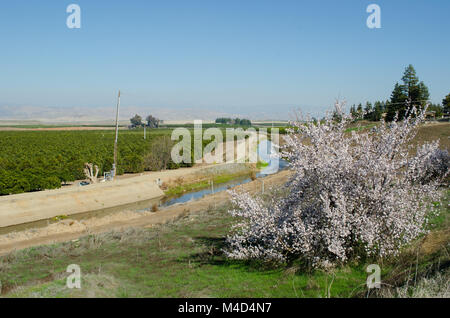 Un fossé d'irrigation apporte de l'eau pour les vergers d'agrumes et d'autres dans le centre de la Californie. Banque D'Images