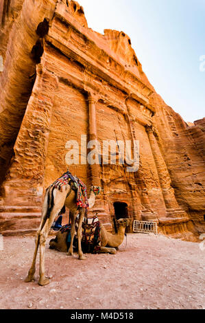 La vie du désert en Jordanie Banque D'Images