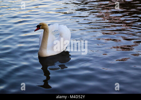 Beau cygne blanc Banque D'Images