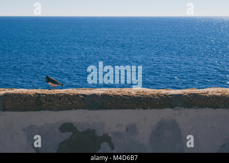 Oiseau. Un petit oiseau marin sur la plage de Cadix. Banque D'Images