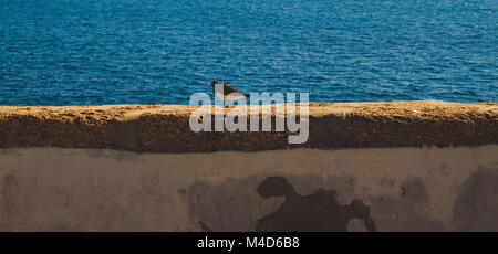 Oiseau. Un petit oiseau marin sur la plage de Cadix. Banque D'Images