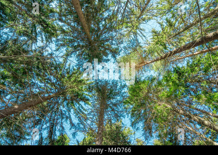 Cime des arbres dans une forêt Banque D'Images