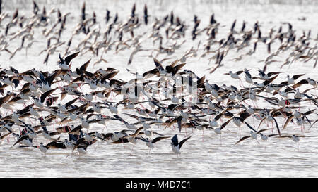 Un troupeau d'Échasses d'Amérique (Himantopus mexicanus) voler dans le Sacramento National Wildlife Refuge. Banque D'Images