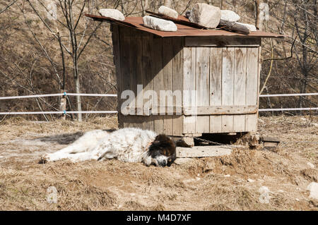 Chien de berger dans la montagne de cour village Banque D'Images