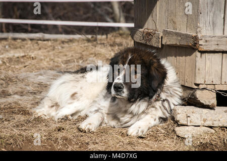 Chien de berger dans la montagne de cour village Banque D'Images