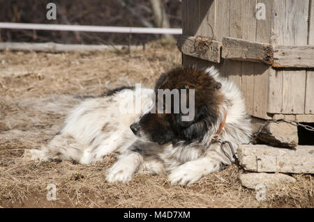 Chien de berger dans la montagne de cour village Banque D'Images