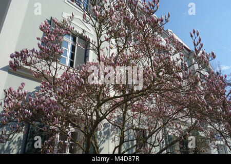 Magnolia x Lysimachia clethroides Duby Lysimachia fortunei Maxim Nigra, Violet Saucer-Magnolia Banque D'Images