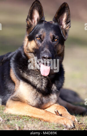 Portrait de chien Shepard allemand attentif Banque D'Images