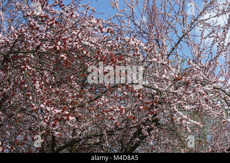 Prunus cerasifera Nigra, Redleaved Cherry Plum Banque D'Images