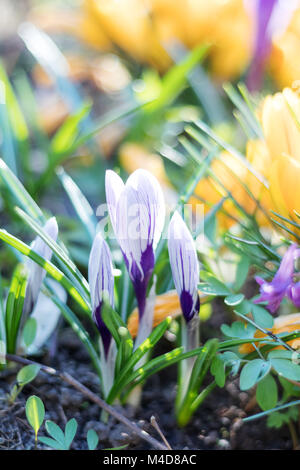 Printemps violet blanc jaune et des fleurs crocus Banque D'Images