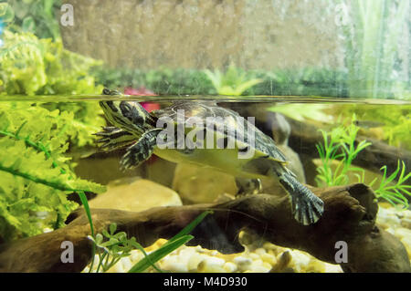 Une piscine de tortues à oreilles rouges autour dans un réservoir. Banque D'Images