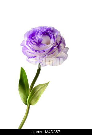 Eustoma flower isolated on a white background Banque D'Images