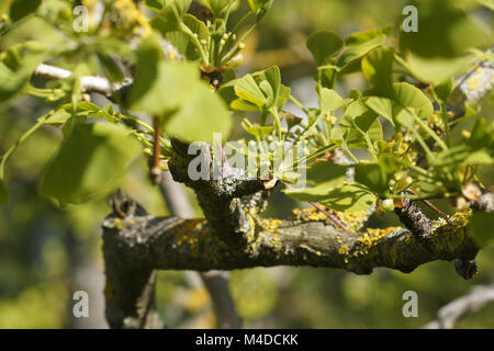 Le Ginkgo biloba, arbre aux 40 écus, les fleurs femelles Banque D'Images