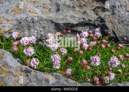 Les petites fleurs violettes Banque D'Images