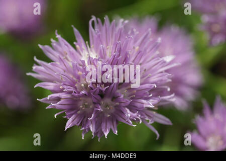 Allium schoenoprasum, ciboulette Banque D'Images