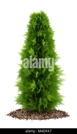 Thuja plant isolé sur fond blanc Banque D'Images