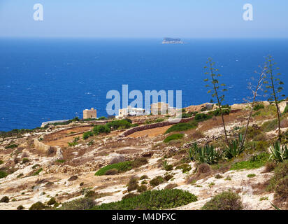 Plantes d'Agave sur la côte sud de l'île de Malte Banque D'Images