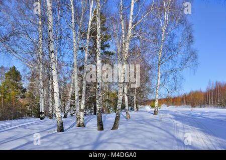 Au début du printemps ensoleillée journée dans la forêt de bouleaux et de pins. Banque D'Images