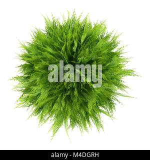 Vue de dessus de l'usine de thuja isolé sur fond blanc Banque D'Images