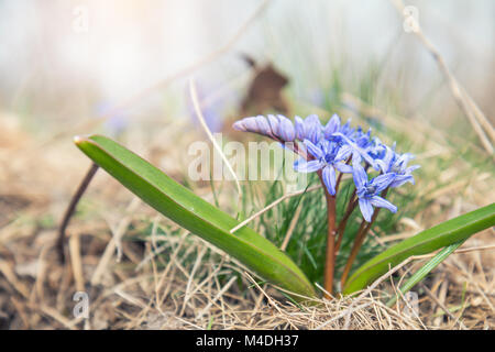 De plus en plus sauvages snowdrop bleu Banque D'Images