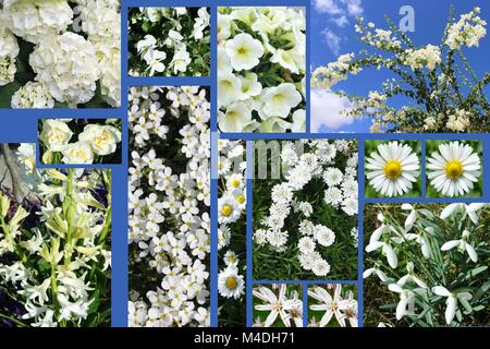 Fleurs blanches, collage Banque D'Images