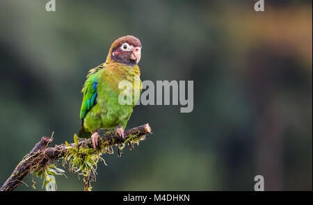 Brown hooded parrot au Costa Rica Banque D'Images