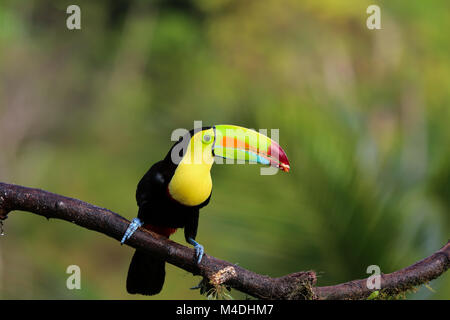 Bec quille toucan dans la forêt assis sur une branche Banque D'Images