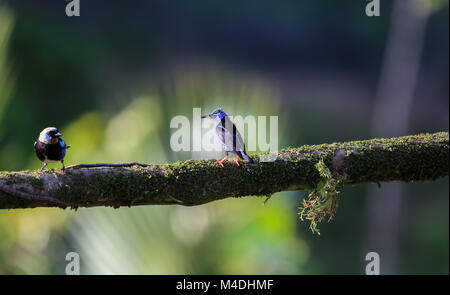 Red-legged honeycreeper au Costa Rica Banque D'Images