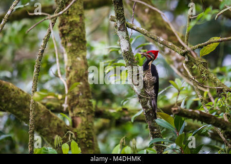 Lineated woodpecker assis à une succursale au Costa Rica Banque D'Images