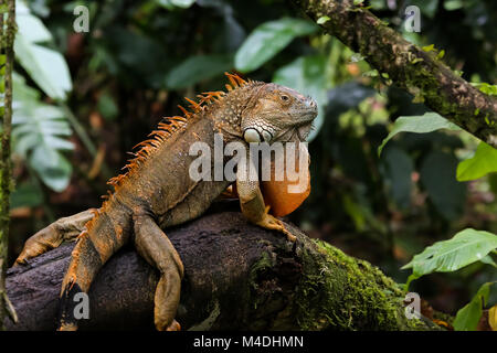 Iguane vert, assis sur une branche dans la forêt tropicale Banque D'Images