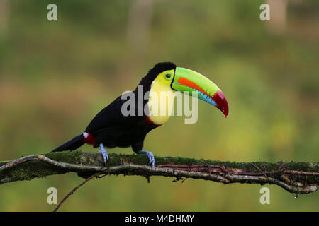 Toucan à carène au Costa Rica Banque D'Images