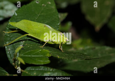 Katydid foliaire est assis sur une feuille dans la forêt tropicale Banque D'Images