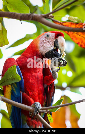 Ara rouge au Costa Rica Banque D'Images