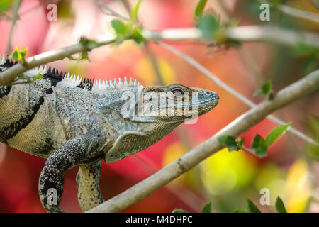 Black spiny tailed iguana au Costa Rica Banque D'Images