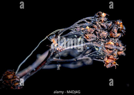 Les fourmis des bois rouge Banque D'Images