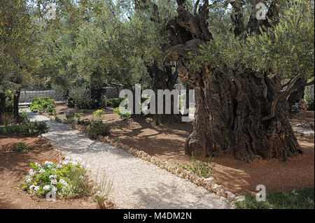 Jardin de Gethsémani à Jérusalem Banque D'Images