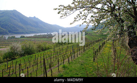 Vallée du Danube appelée Wachau Banque D'Images
