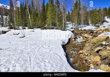 Paysage de printemps dans la forêt avec de la neige et des premières fleurs Banque D'Images