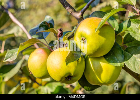 Fruits pomme dans un arbre Banque D'Images