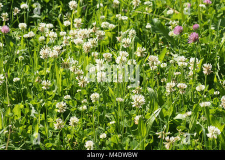 Trèfle blanc Trifolium repens, Banque D'Images