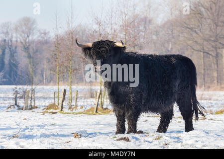 Highlander écossais noir vache en hiver neige Banque D'Images