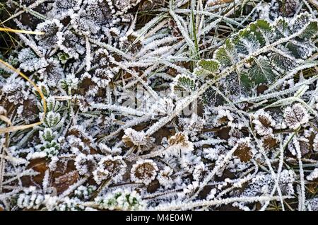 Cristaux de glace sur les feuilles et brins d'herbe Banque D'Images