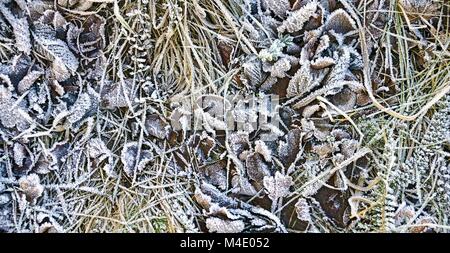 Cristaux de glace sur les feuilles et brins d'herbe Banque D'Images