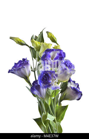 Bouquet de fleurs Eustoma isolated on white Banque D'Images