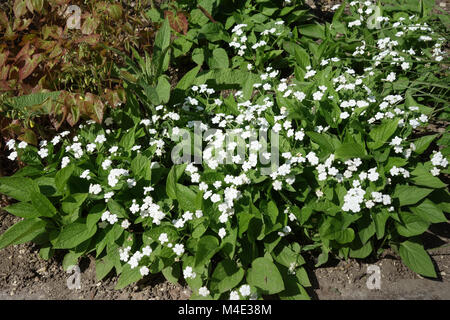 Brunnera macrophylla Alba, White Caucasian ne m'oubliez pas Banque D'Images